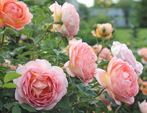 How to Care for Your Roses in Summer: Our Lawn Care Pros’ Recommendations