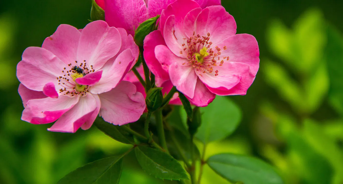 Iowa State Flower: the wild rose - rose care