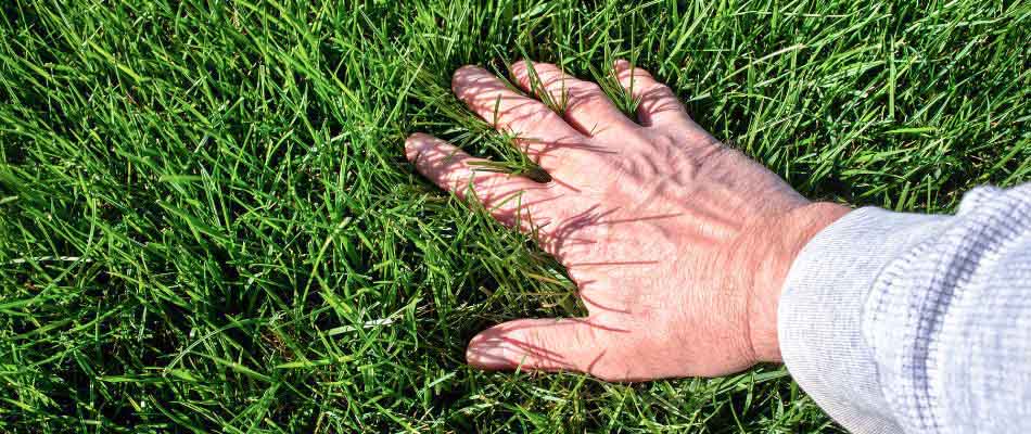 Lawn Treatments in Urbandale IA