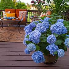 Pruning your Endless summer hydrangea after they bloom