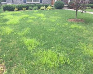 Yellow Nutsedge | Excel Lawns & Landscape