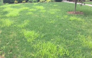 Yellow Nutsedge | Excel Lawns & Landscape