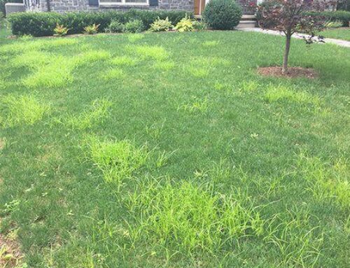 Yellow Nutsedge “The Lime Green Grass invader”