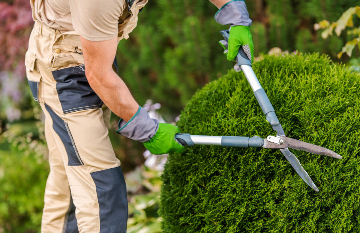 Bush trimming service