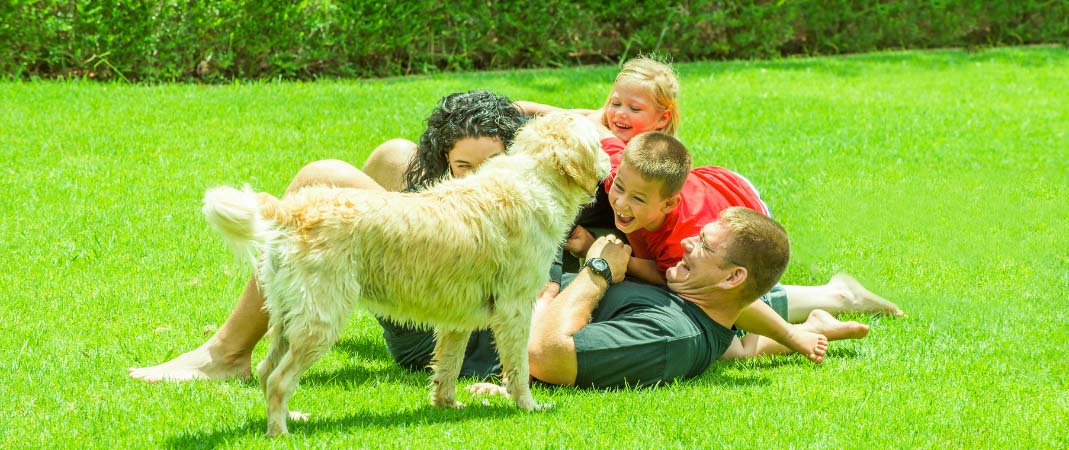 Lawn Treatments in Urbandale Lawn Treatments in Urbandale