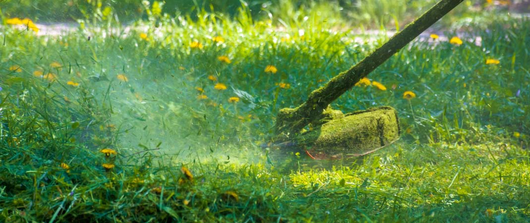 Lawn Clean Up Services in Carlisle, IA