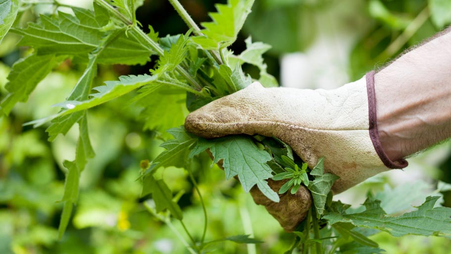 professional Landscaping Bed Maintenance