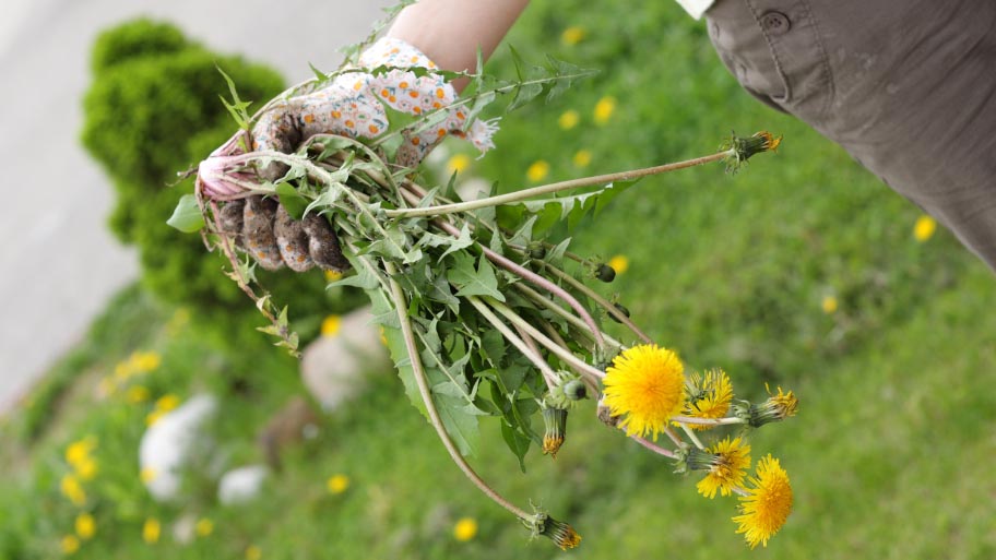 professional lawn weed cleaning