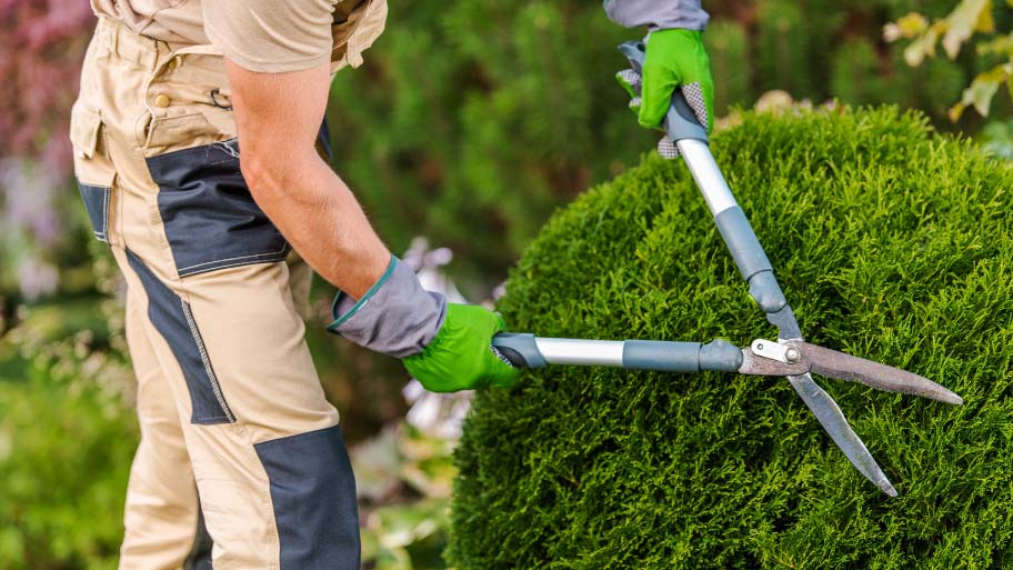 Spring Bush Trimming