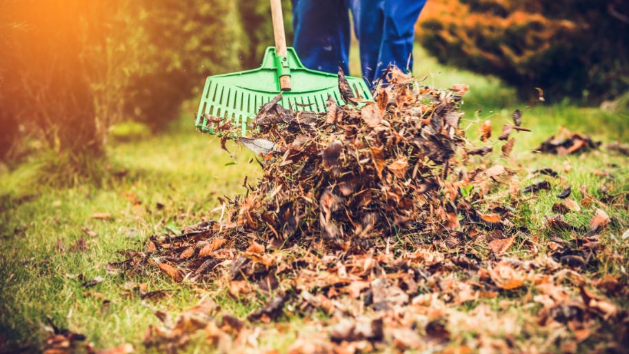 Lawn Clean Up Lawn Clean Up