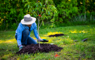 Professional mulch installation in progress—landscaper carefully placing mulch around a young tree during a spring mulch installation project.
